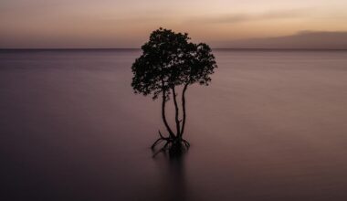 A lone mangrove tree that I photographed in Okinawa