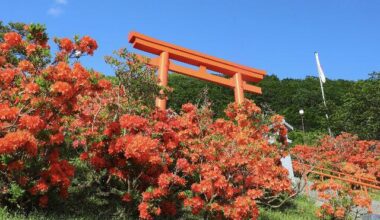 I went to Rausu Shrine to visit. The azalea was in full bloom | 羅臼神社へお参りに行ってきました~ツツジが満開でした。