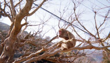 Arashiyama Monkey Park