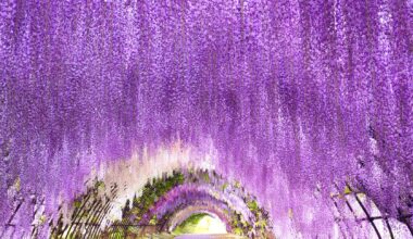 This is the largest wisteria trellis in Japan, located in Fukuoka.