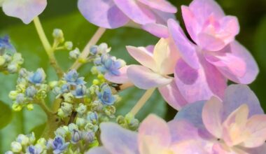 Close-ups of budding hydrangeas アジサイ