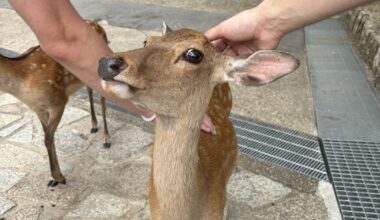 Nara park 🦌⛩️ which one is your favourite?