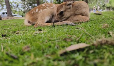 Nara park at japan idk