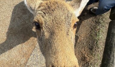 Nara Park