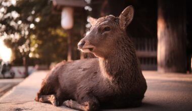 Chilling in Nara Park