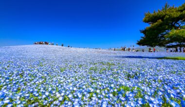 The Nemophila flower is the symbol of Hitachinaka City, Ibaraki Prefecture.