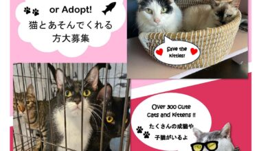 Help Okinawa's animals! Visit Cherubim Cat Shelter in Ginowan!