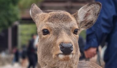 Nara Park