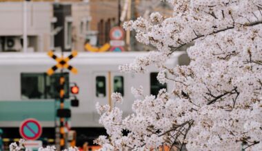 Classic hanami spot