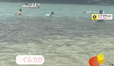 Nearly 50 beachgoers in Japan have been attacked in the past three years. Some marine experts suspect it may be the work of a single “lonely” dolphin.