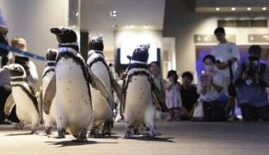 Penguins Evacuated from Quake-Hit Noto Shown at Aquarium in Tokyo