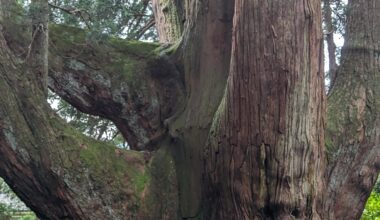 Largest Cedar in Japan