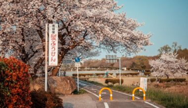 Sakura in the afternoon