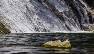 Sunlit Karugamo Ducks and Shimmering Falls ・カルガモと一緒に、粟又の滝を満喫