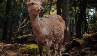 A cautious deer in Nara Park