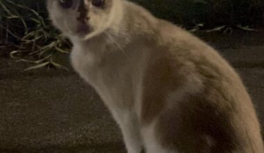 Help needed for stray cats