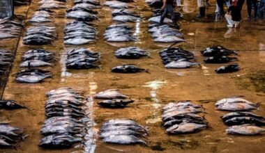 Tuna auction in Kii-Katsura