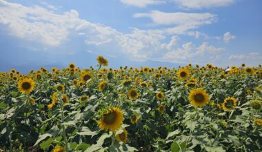 Sunflower Festival, Yamanashi