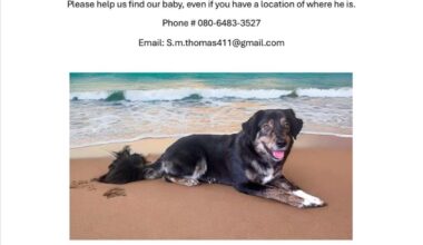 Missing dog