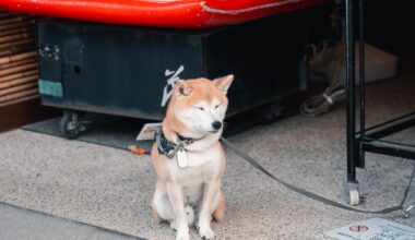 Sleepy Shiba shop dog