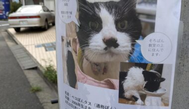 Lost cat looks like Hitler