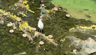 Does anyone know what the white bird in the picture is called? I saw it in a river in the Kita-ku, Tokyo. I see it every day when I pass by.