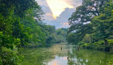 Inokashira Park is pretty quiet during the mid-summer heat