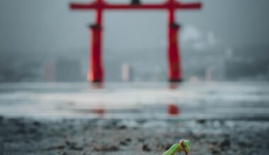 The Mantis of Miyajima