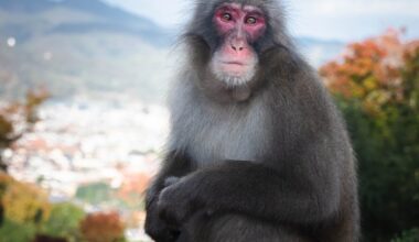 The Snow Monkeys of Arashiyama & Jigokudani