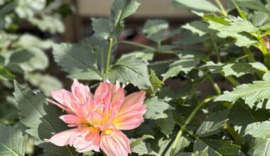 Your reminder to go to the Dahlia Festival at the Toshogu Peony Garden in Ueno Park—runs until late October