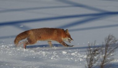 Fox running through the snow in Ebetsu Hokkaido.