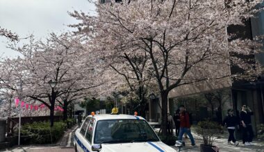 Cherry blossoms at Meguro