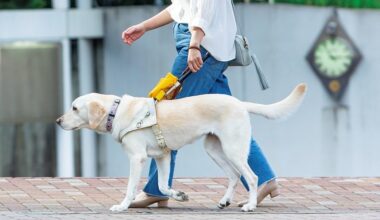 Guide dogs, VR, and genomics: the University of Tokyo’s research is on another level