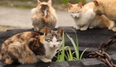 Japanese cat island reveals all its cats will soon be gone