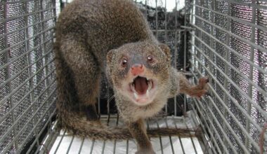 Mongooses eradicated on Japan's natural heritage Amami-Oshima Island