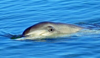 Sexually frustrated dolphin behind spate of attacks on humans off Japan