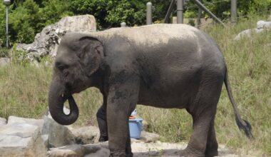 Asian elephant dies at Fukuoka zoo after arriving from Myanmar in late July and testing positive earlier this month for elephant endotheliotropic herpesvirus