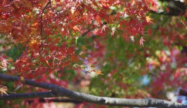 Japanese fall foliage