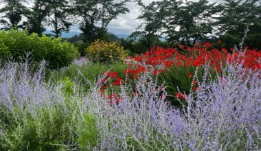 Even on a foggy day, the flowers at Oishi Park (near kawaguchiko lake) bring vibrant color to the scene. Nature’s beauty never fades!