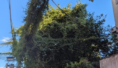 Overgrown forest taking over structures built by humans