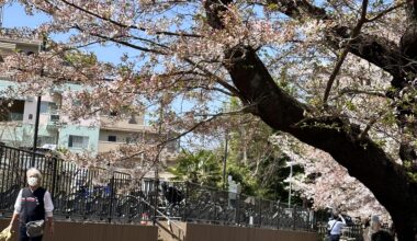 Cherry Blossoms in Kawasaki