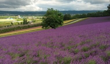 Hokkaido's flower fields