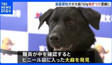 Tokyo Customs dog, "Momotaro", finds 16 kg of marijuana in suitcase of Spanish man, Carlos Rao Quesada (37)