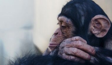 Osaka zookeeper caught stealing chimpanzees’ food