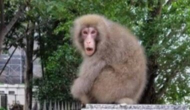 Metropolitan Police Department warns citizens over series of monkey sightings in Northern Tokyo