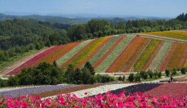 Lavender fields of Furano, Hokkaido