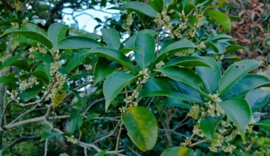 Finally detected the smell of Kinmokusei yesterday while cycling through Ginkakuji-michi next to Robert Yelllin's Yakimono Gallery. Doubled back and found white Kinmokusei. At least two weeks later than usual.