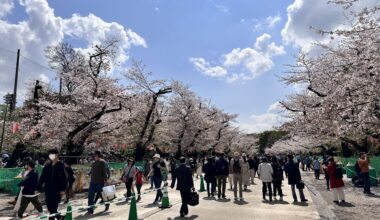 Sakura at Ueno Park