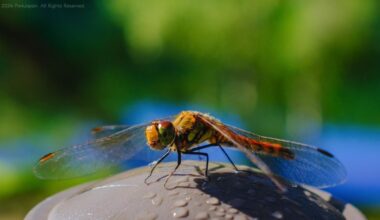 Fauna of Mishaka-Ike Pond: Akiakane Dragonfly