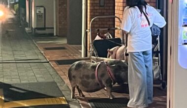 Are pigs common pets in Japan? Seen last night in Tokyo.